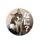 おぬま家のねこたち（個別スタンプ：8）