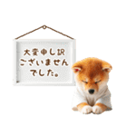 おとなかわいい豆しばのきづかい敬語（個別スタンプ：37）