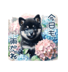 ずっと使える♡柴犬の大人の挨拶♡敬語（個別スタンプ：24）