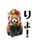 かわいいredpanda（レッサーパンダ）たち3（個別スタンプ：14）