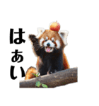 かわいいredpanda（レッサーパンダ）たち3（個別スタンプ：18）