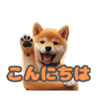 柴犬ベーシック 日常会話（個別スタンプ：3）