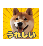 柴犬ベーシック 日常会話（個別スタンプ：16）