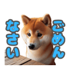 柴犬ベーシック 日常会話（個別スタンプ：20）