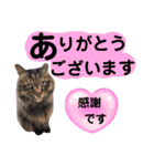 猫にゃっちょ。ていねい語、敬語Ver（個別スタンプ：1）