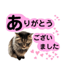 猫にゃっちょ。ていねい語、敬語Ver（個別スタンプ：2）