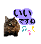 猫にゃっちょ。ていねい語、敬語Ver（個別スタンプ：3）