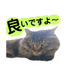 猫にゃっちょ。ていねい語、敬語Ver（個別スタンプ：4）