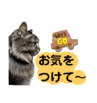 猫にゃっちょ。ていねい語、敬語Ver（個別スタンプ：5）