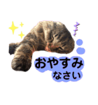 猫にゃっちょ。ていねい語、敬語Ver（個別スタンプ：6）