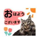 猫にゃっちょ。ていねい語、敬語Ver（個別スタンプ：7）