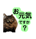 猫にゃっちょ。ていねい語、敬語Ver（個別スタンプ：8）