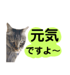 猫にゃっちょ。ていねい語、敬語Ver（個別スタンプ：9）