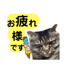 猫にゃっちょ。ていねい語、敬語Ver（個別スタンプ：10）