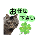 猫にゃっちょ。ていねい語、敬語Ver（個別スタンプ：11）