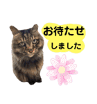 猫にゃっちょ。ていねい語、敬語Ver（個別スタンプ：12）