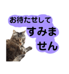 猫にゃっちょ。ていねい語、敬語Ver（個別スタンプ：13）