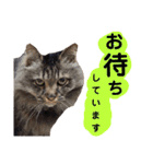 猫にゃっちょ。ていねい語、敬語Ver（個別スタンプ：14）