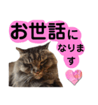 猫にゃっちょ。ていねい語、敬語Ver（個別スタンプ：15）