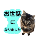 猫にゃっちょ。ていねい語、敬語Ver（個別スタンプ：16）