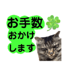 猫にゃっちょ。ていねい語、敬語Ver（個別スタンプ：17）