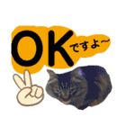 猫にゃっちょ。ていねい語、敬語Ver（個別スタンプ：18）