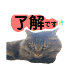 猫にゃっちょ。ていねい語、敬語Ver（個別スタンプ：19）