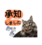 猫にゃっちょ。ていねい語、敬語Ver（個別スタンプ：20）