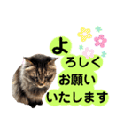 猫にゃっちょ。ていねい語、敬語Ver（個別スタンプ：21）