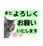 猫にゃっちょ。ていねい語、敬語Ver（個別スタンプ：22）