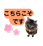 猫にゃっちょ。ていねい語、敬語Ver（個別スタンプ：23）