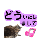 猫にゃっちょ。ていねい語、敬語Ver（個別スタンプ：24）