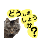 猫にゃっちょ。ていねい語、敬語Ver（個別スタンプ：25）