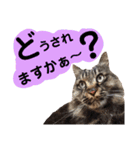 猫にゃっちょ。ていねい語、敬語Ver（個別スタンプ：26）