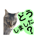 猫にゃっちょ。ていねい語、敬語Ver（個別スタンプ：27）