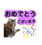 猫にゃっちょ。ていねい語、敬語Ver（個別スタンプ：28）