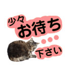 猫にゃっちょ。ていねい語、敬語Ver（個別スタンプ：29）