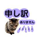猫にゃっちょ。ていねい語、敬語Ver（個別スタンプ：30）