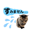 猫にゃっちょ。ていねい語、敬語Ver（個別スタンプ：31）