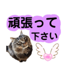 猫にゃっちょ。ていねい語、敬語Ver（個別スタンプ：32）