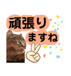 猫にゃっちょ。ていねい語、敬語Ver（個別スタンプ：33）