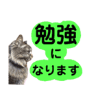 猫にゃっちょ。ていねい語、敬語Ver（個別スタンプ：34）
