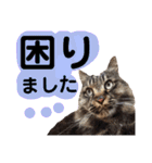 猫にゃっちょ。ていねい語、敬語Ver（個別スタンプ：35）