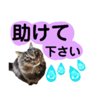 猫にゃっちょ。ていねい語、敬語Ver（個別スタンプ：36）