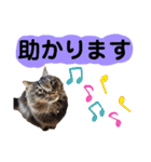 猫にゃっちょ。ていねい語、敬語Ver（個別スタンプ：37）