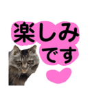 猫にゃっちょ。ていねい語、敬語Ver（個別スタンプ：38）