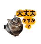 猫にゃっちょ。ていねい語、敬語Ver（個別スタンプ：39）