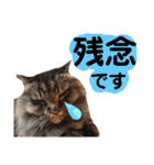 猫にゃっちょ。ていねい語、敬語Ver（個別スタンプ：40）