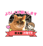 cat元保護猫スタンプ..（個別スタンプ：3）