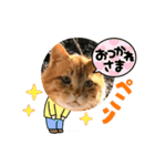 cat元保護猫スタンプ..（個別スタンプ：15）